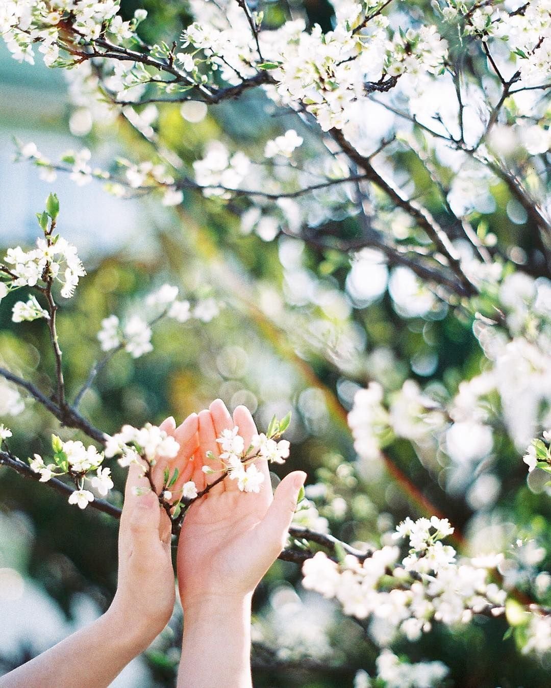 Под деревом