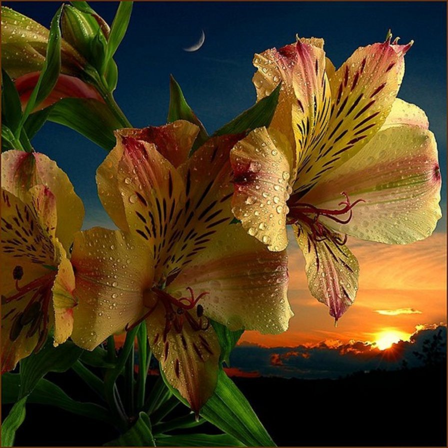 Добрый вечер красивые лилиями