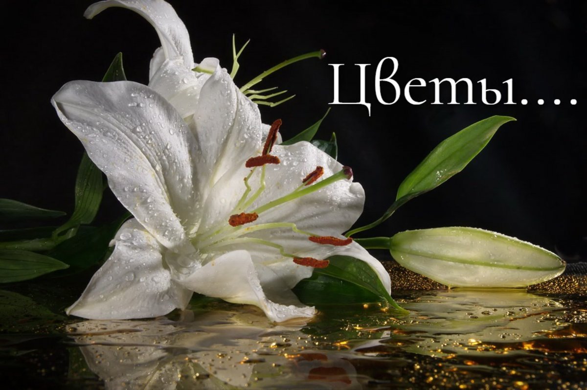 Лилии в росе