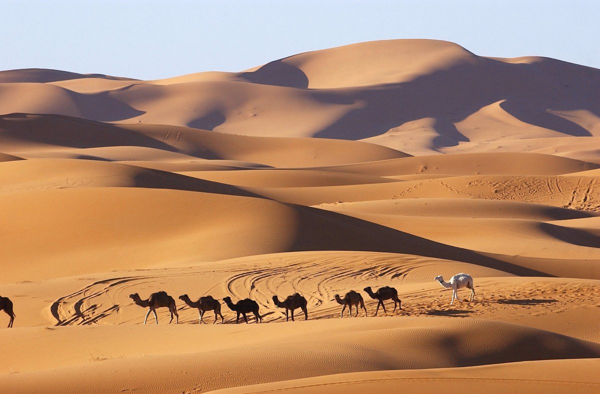 Пустыня для дошкольников