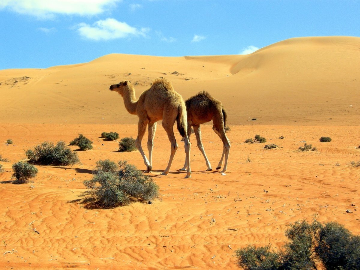 Сахара Верблюды
