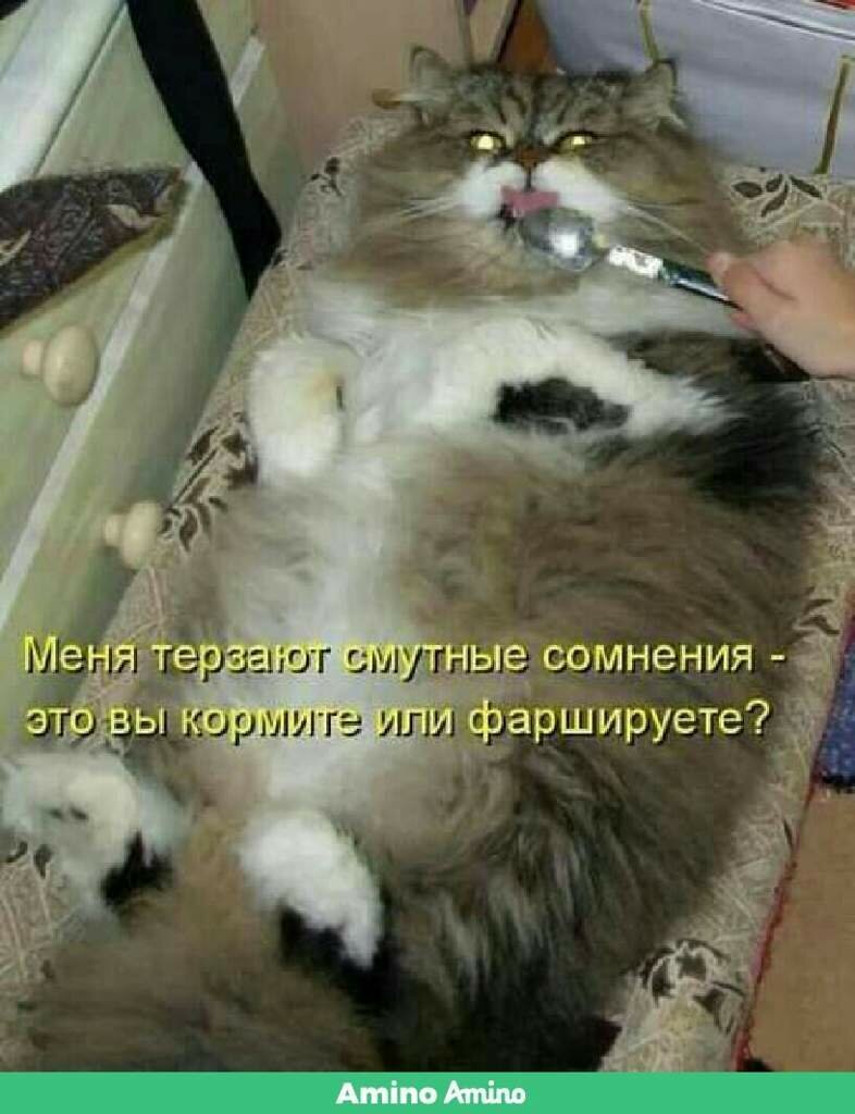 Смешные картинки с надписями