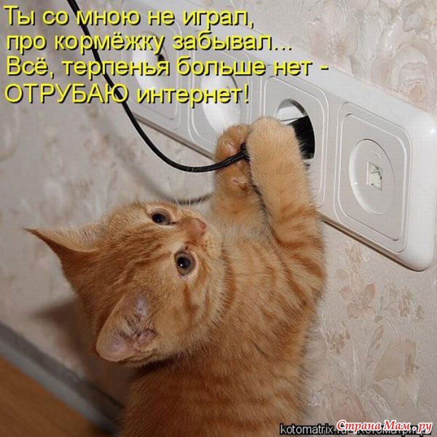 Смешные приколы про кошек с надписями