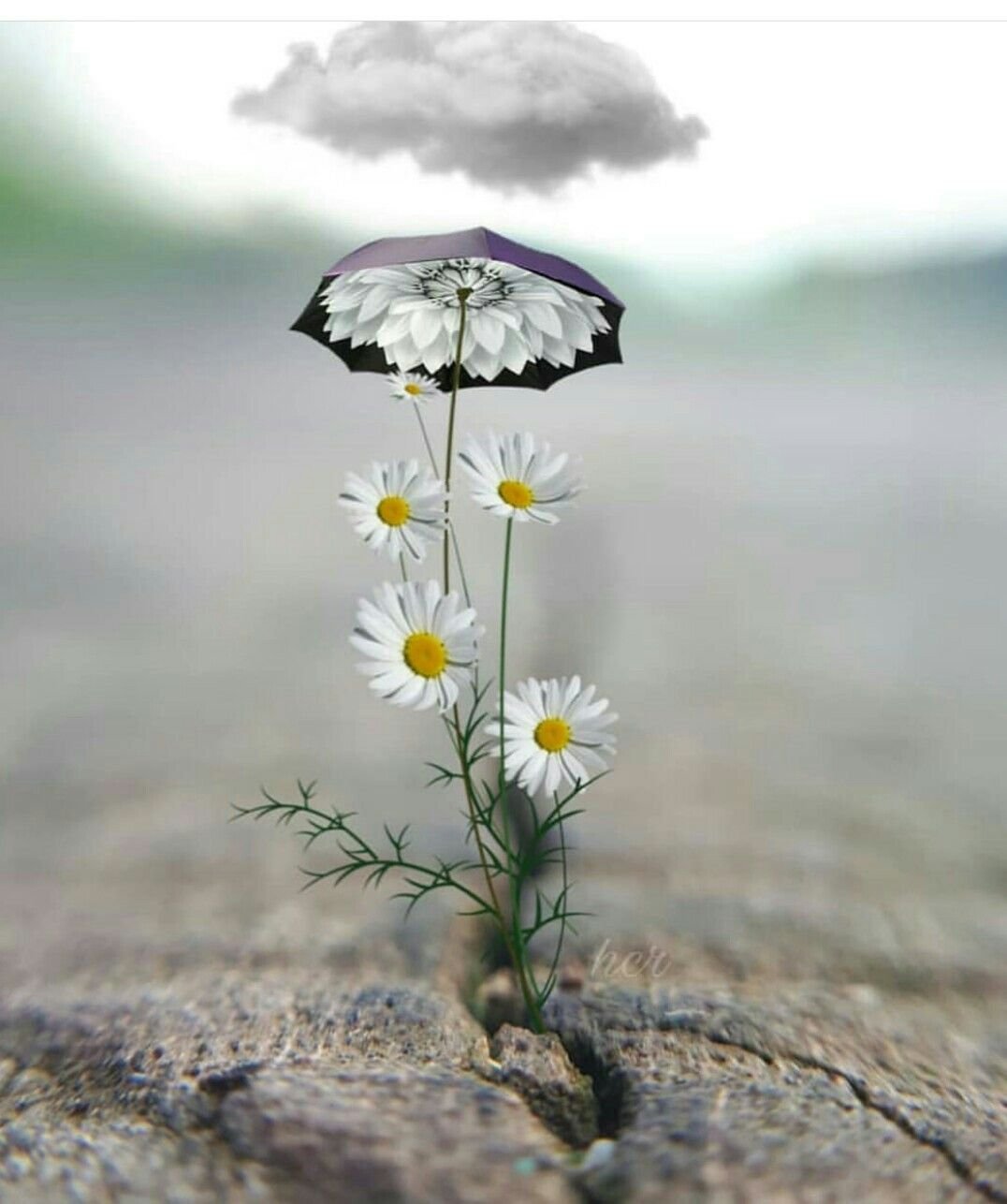 Ыветок Ромашка под дождём