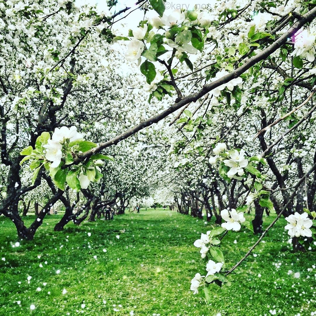 Коломенское сады яблони