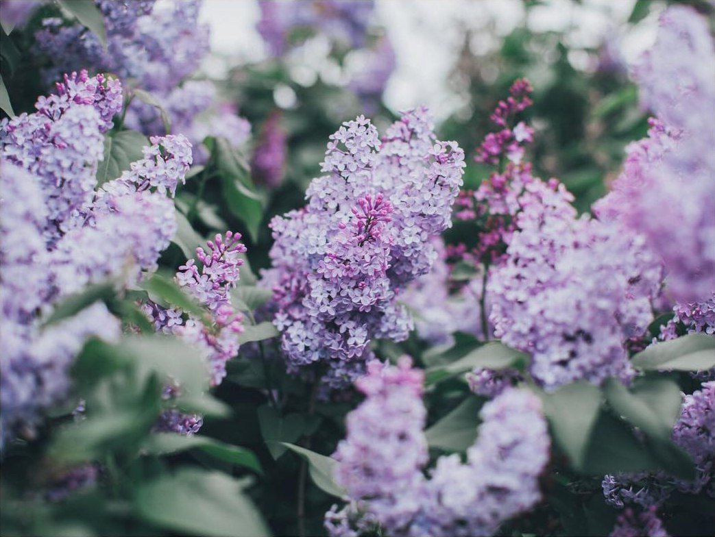 Сирень сирень кружи нам голову кружит