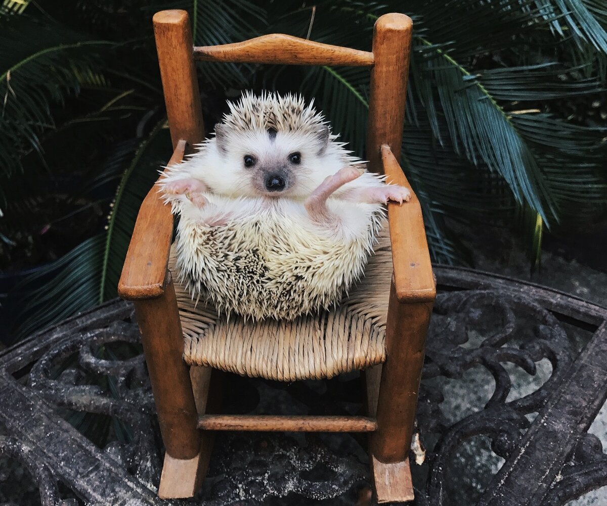 Милые ежики