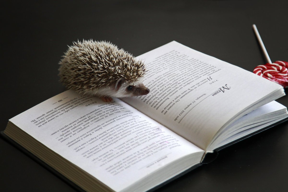 И ежу понятно!