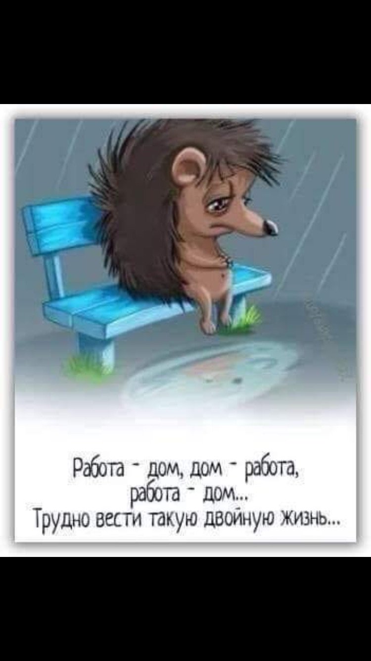 Смешной Ежик на работе