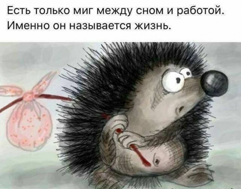 Смешные шутки про ежика