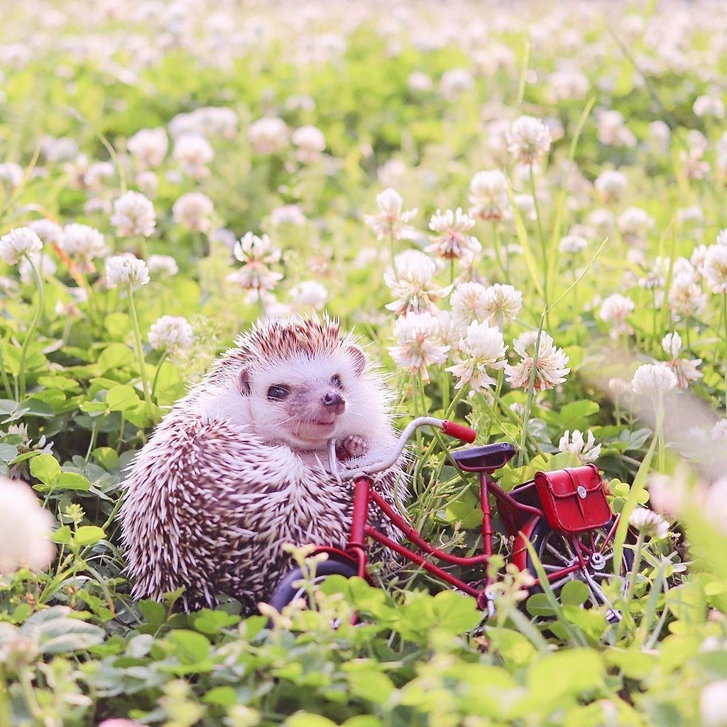 Ежик в природе