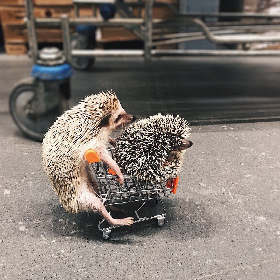 Приколы с ежиком