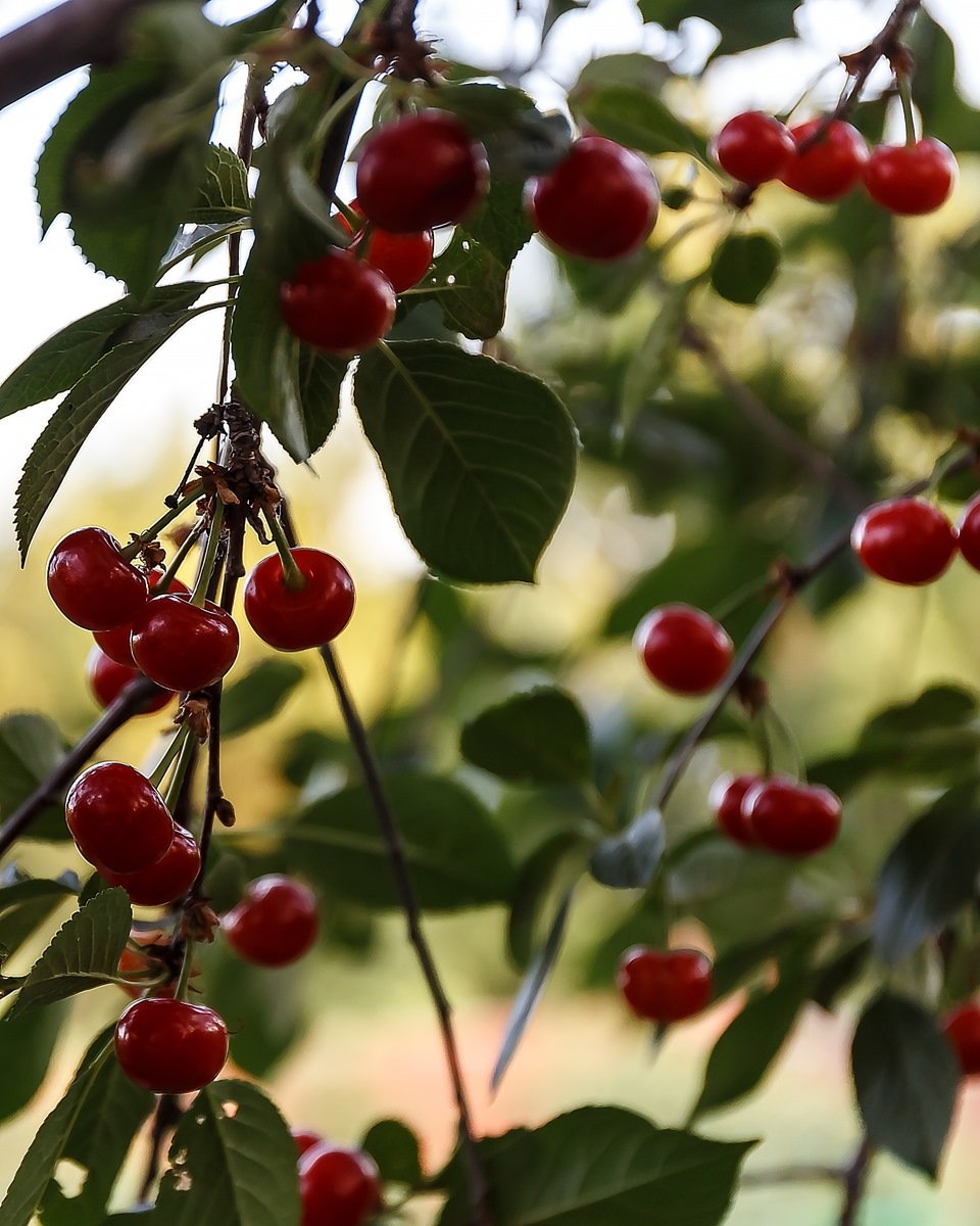 Вишня Краса Татарии