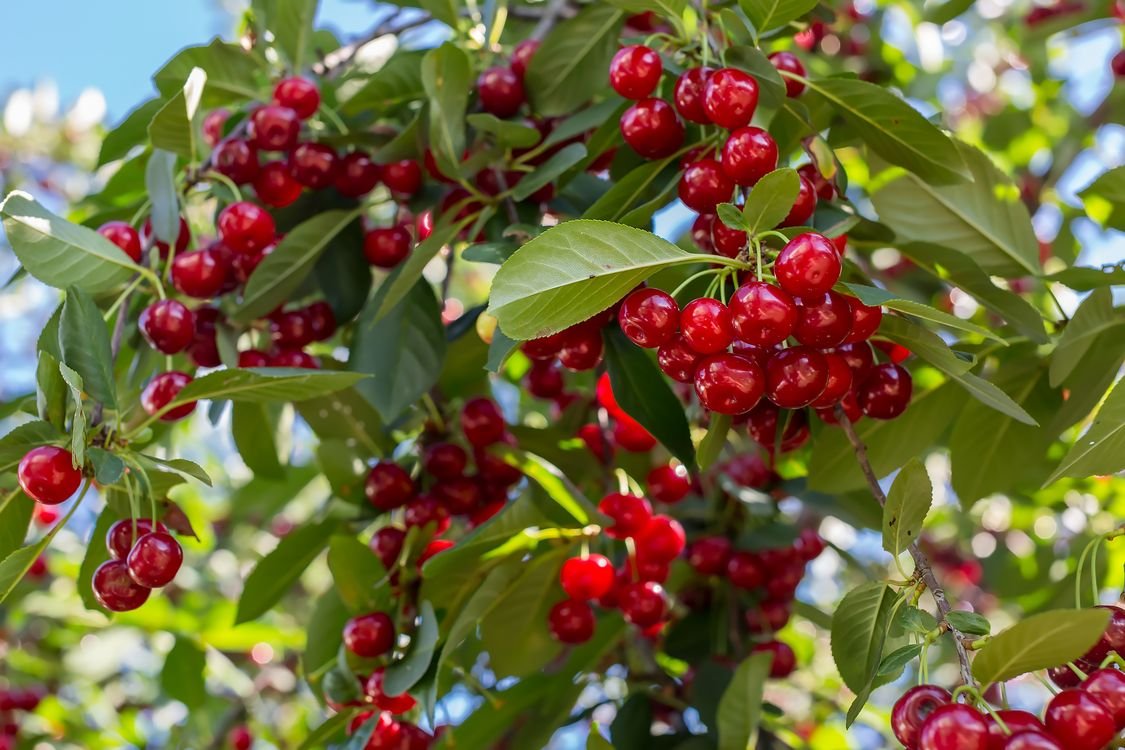 Вишня колокольчатая