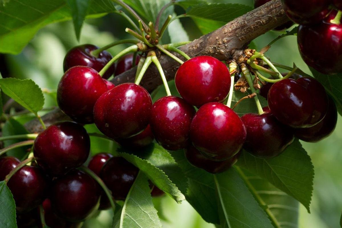 Черевишня Добрыня