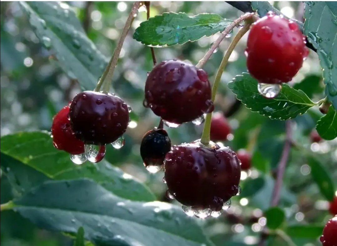 Вишня Тургеневка