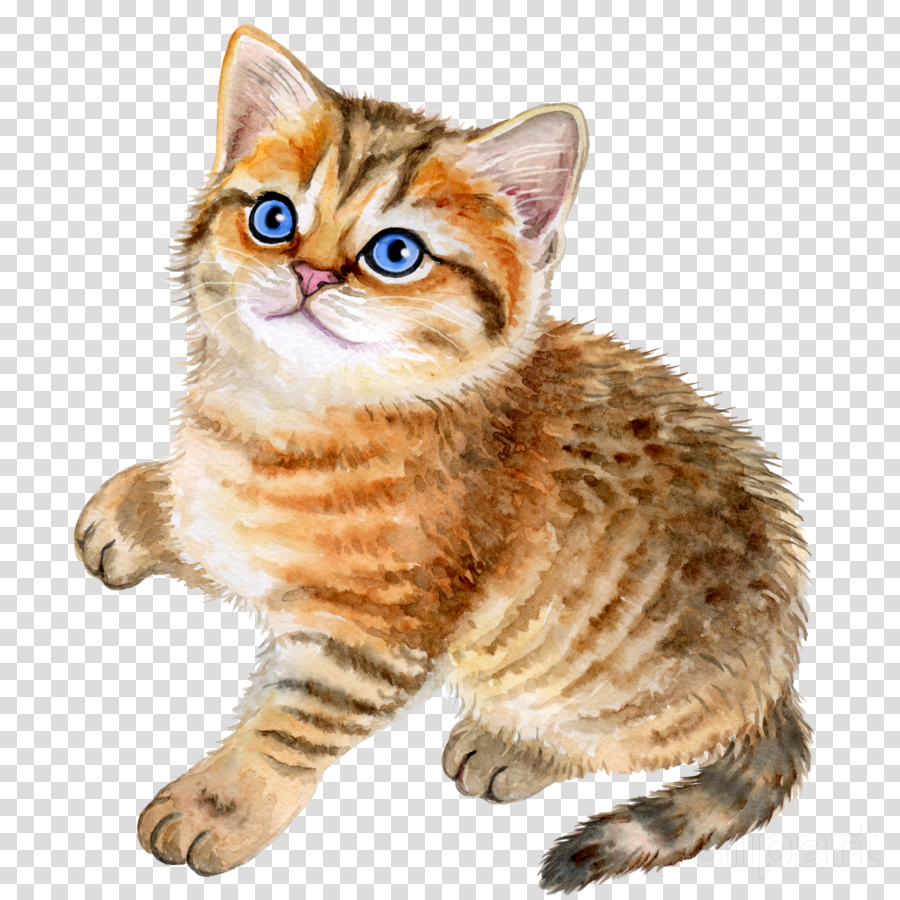 Кошка на прозрачном фоне