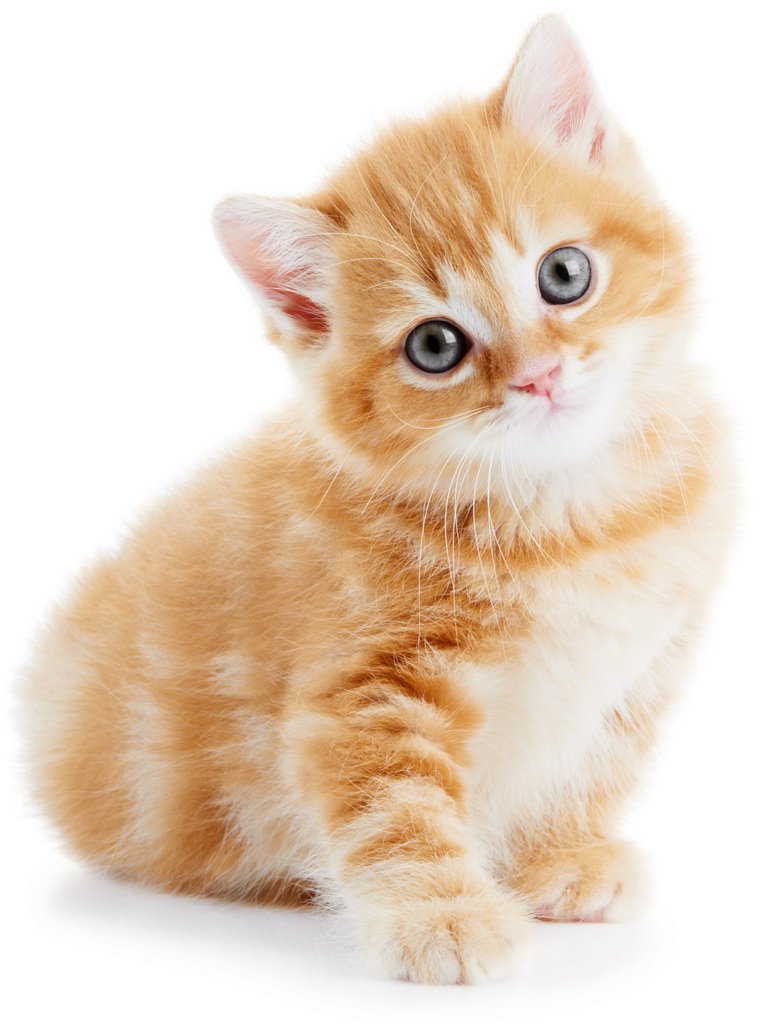 Котик на белом фоне