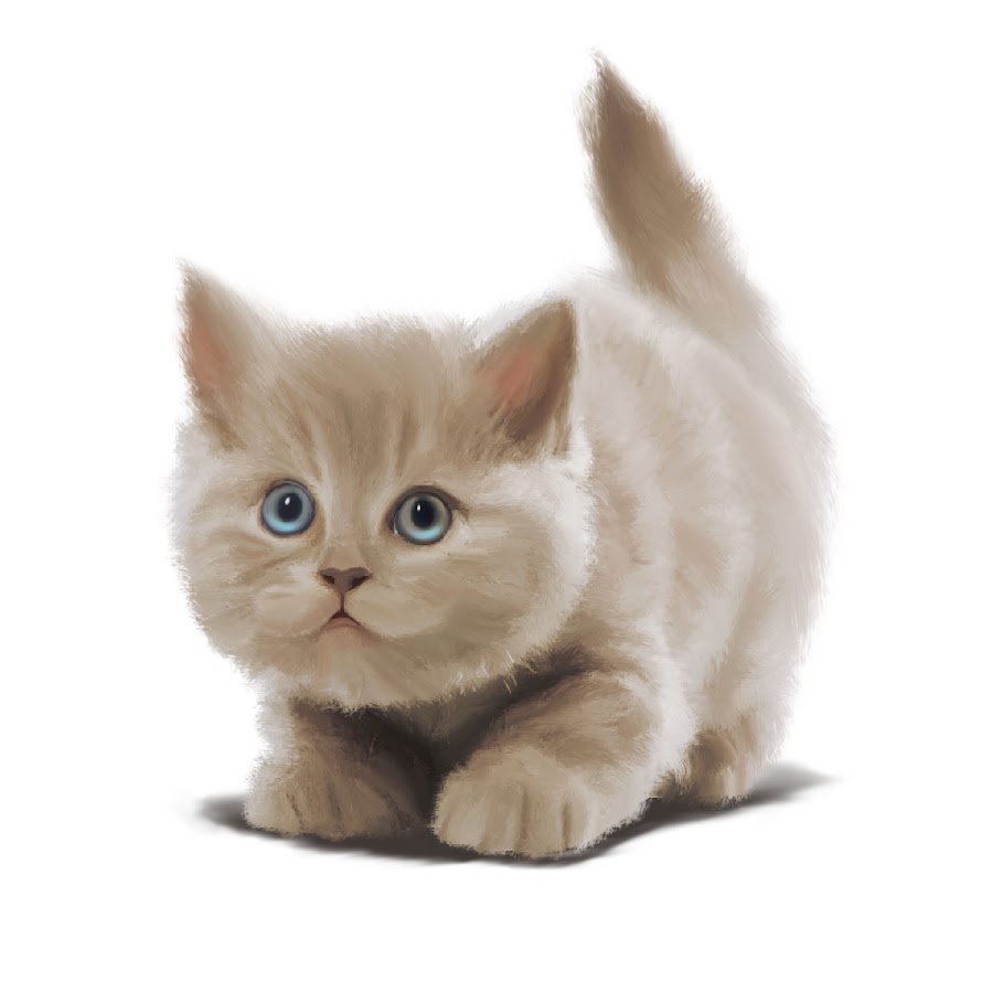 Кот на прозрачном фоне