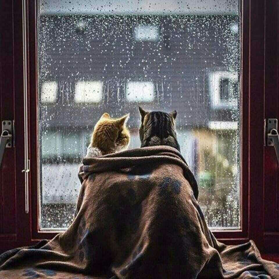 Кот под дождем