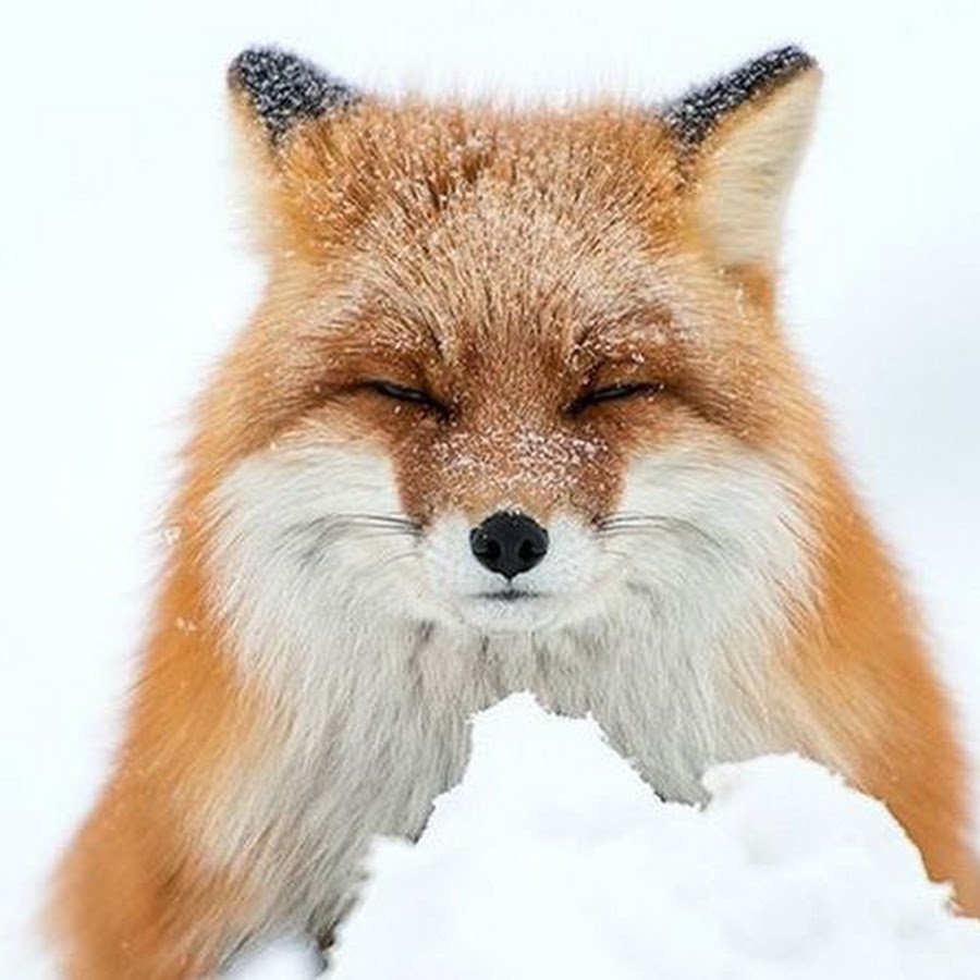 Год крадущегося лиса