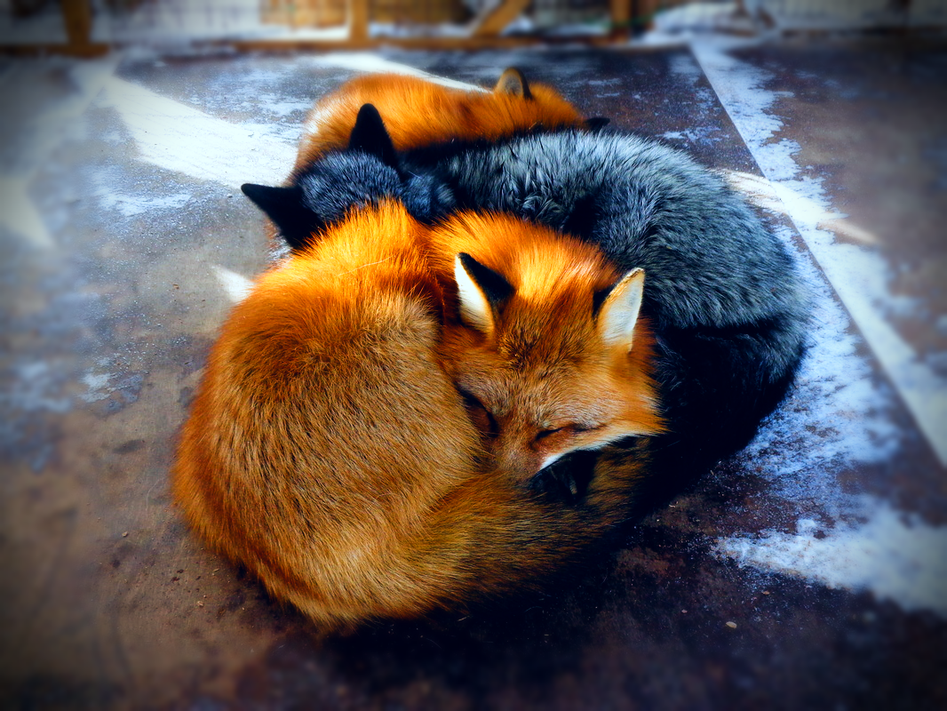 Лисенок и котенок