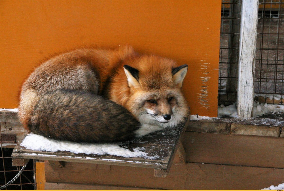 Толстая Лисичка