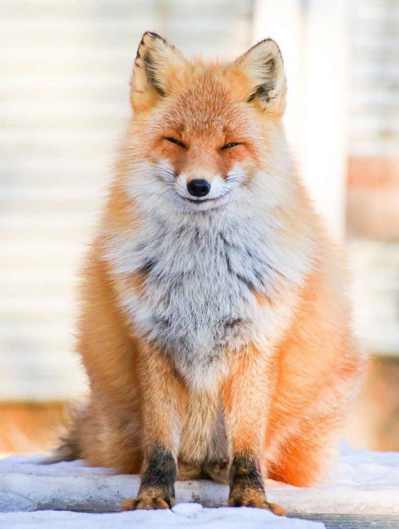 Толстая лиса