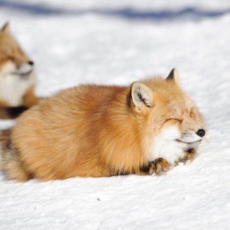 Толстый Лисенок