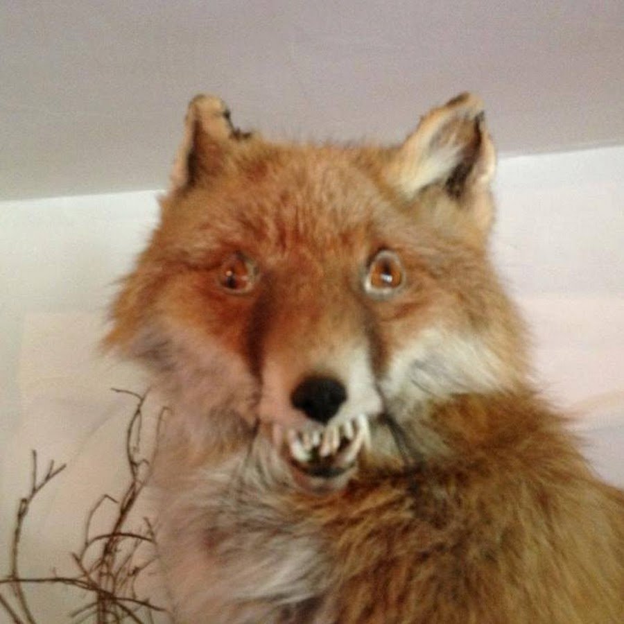 Чучело лисы доброе утро