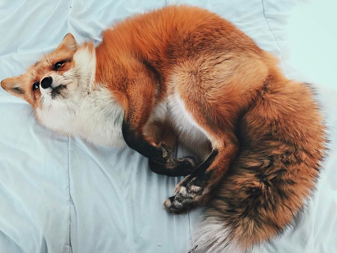 Пузико лисы