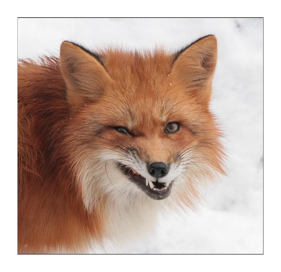 Толстая лиса