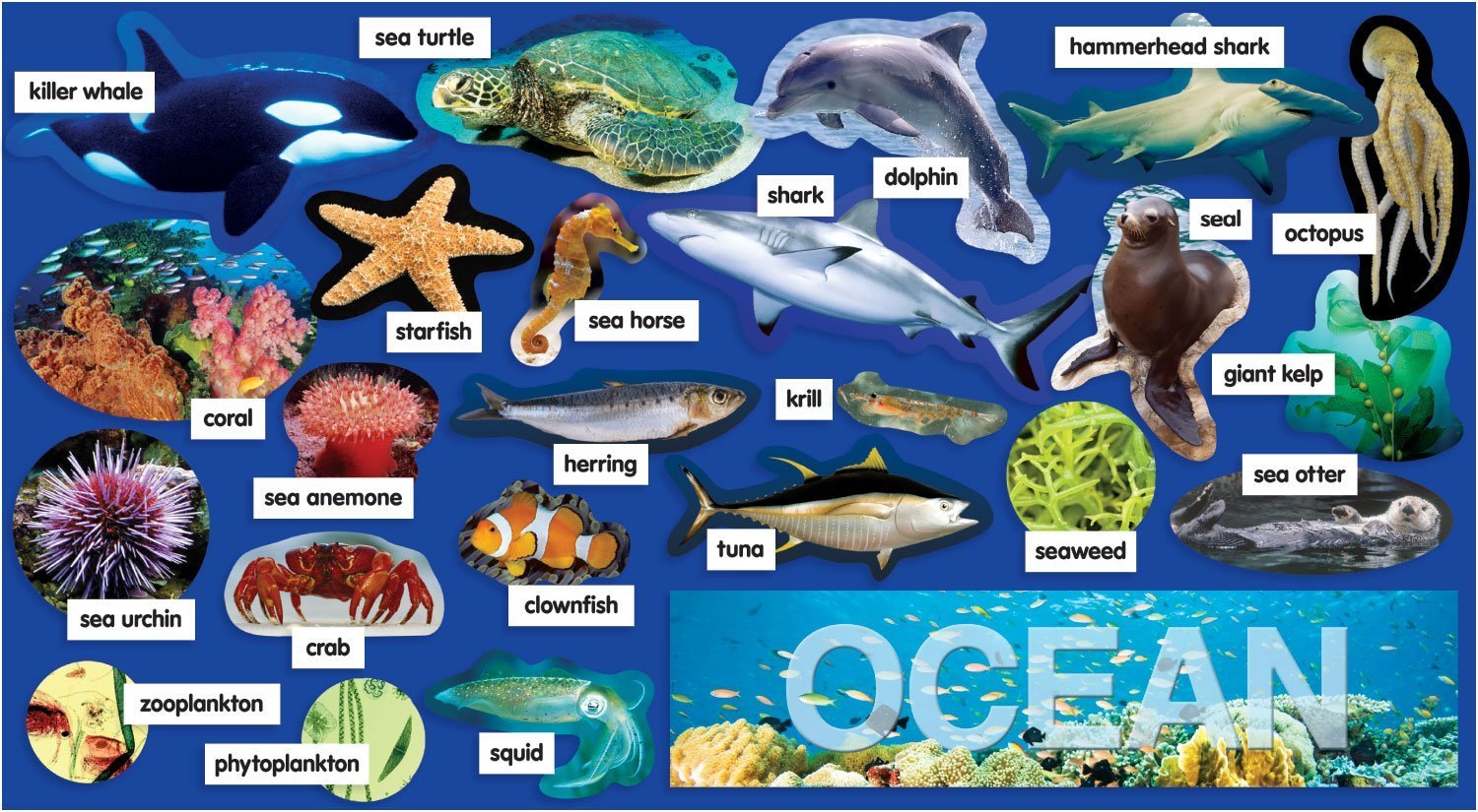 Моря английского океана. Животные океана. Обитатели морей и океанов. Обитатели океанов для детей. Морские обитатели названия.