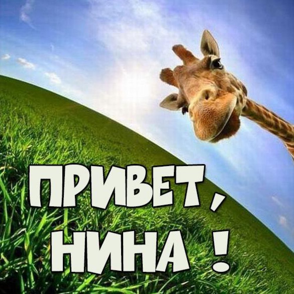 Приветики котики