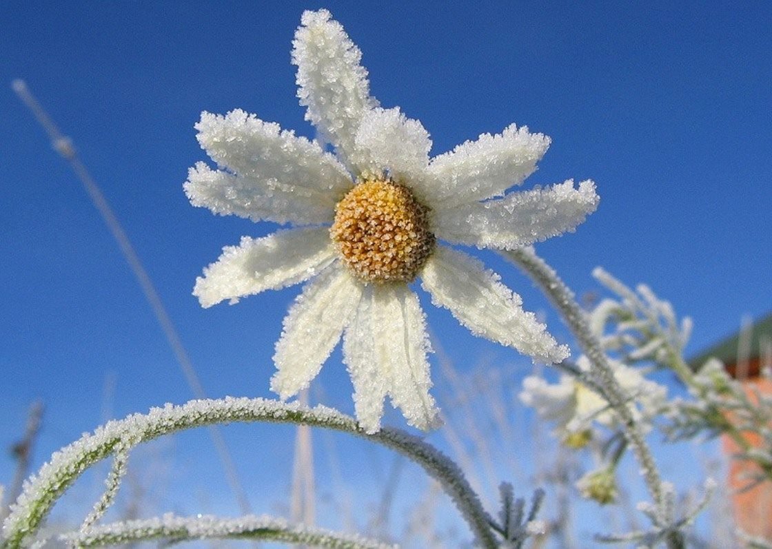 Ромашки в снегу