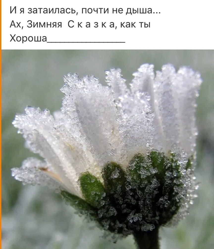 Ромашки в инее