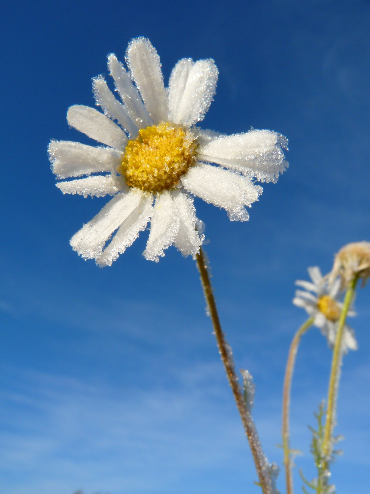 Ромашки под снегом