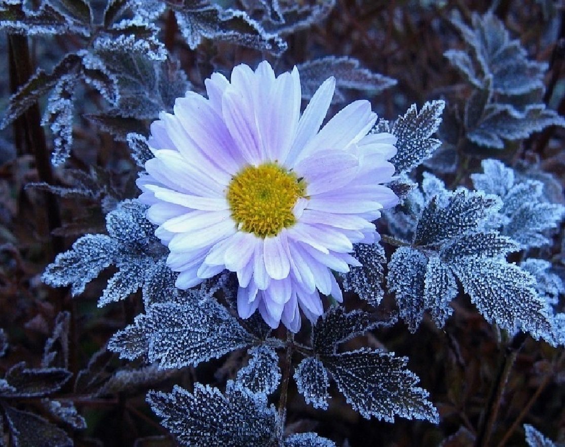 Замерзшие цветы