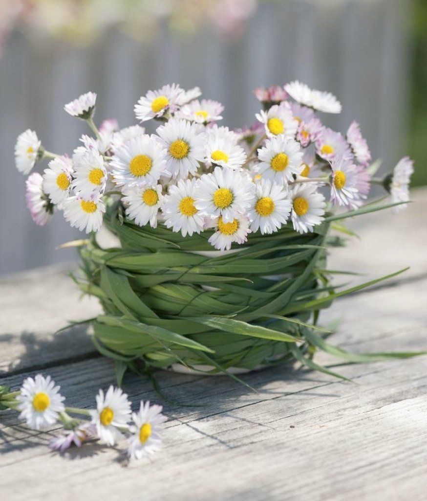 Прекрасные ромашки