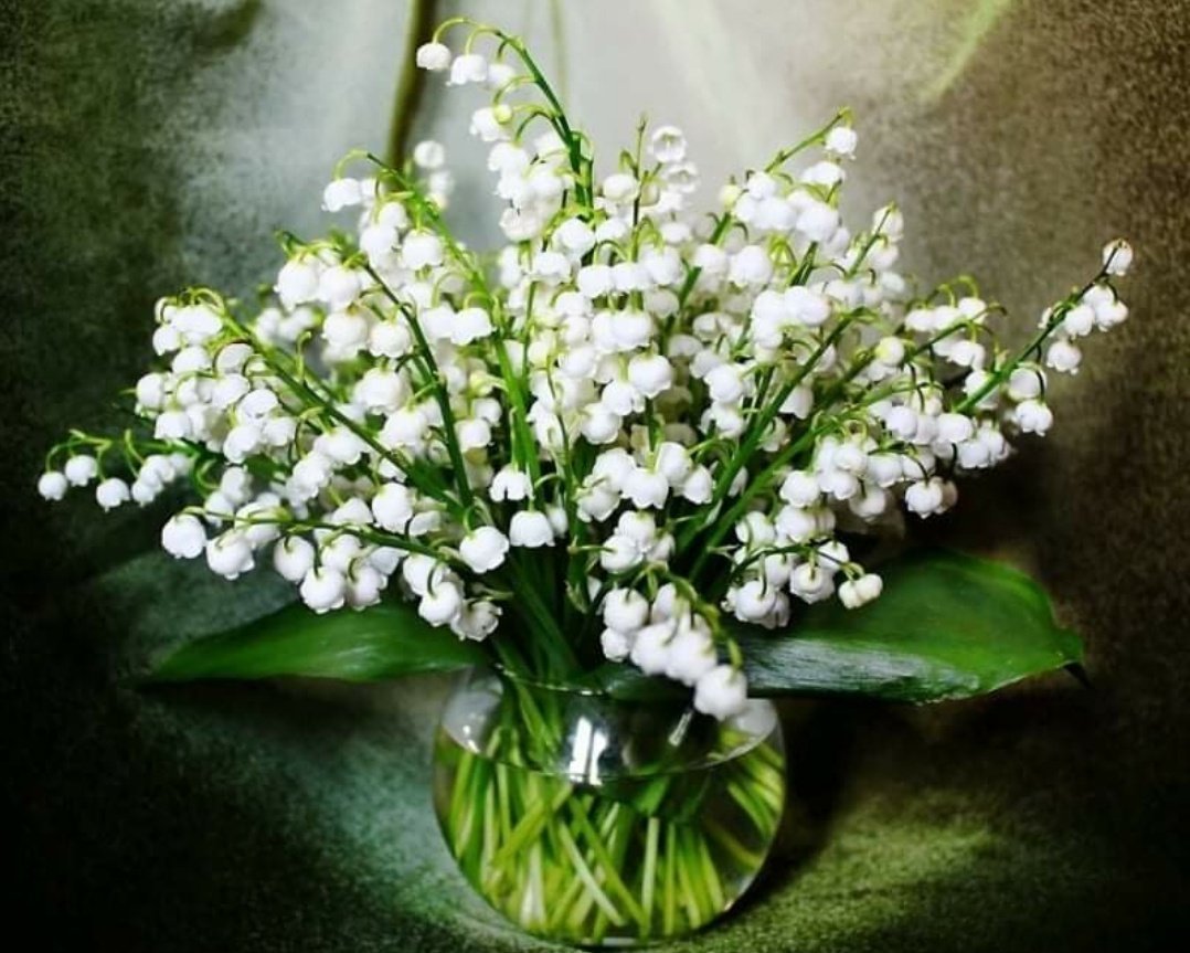 Голландский Ландыш