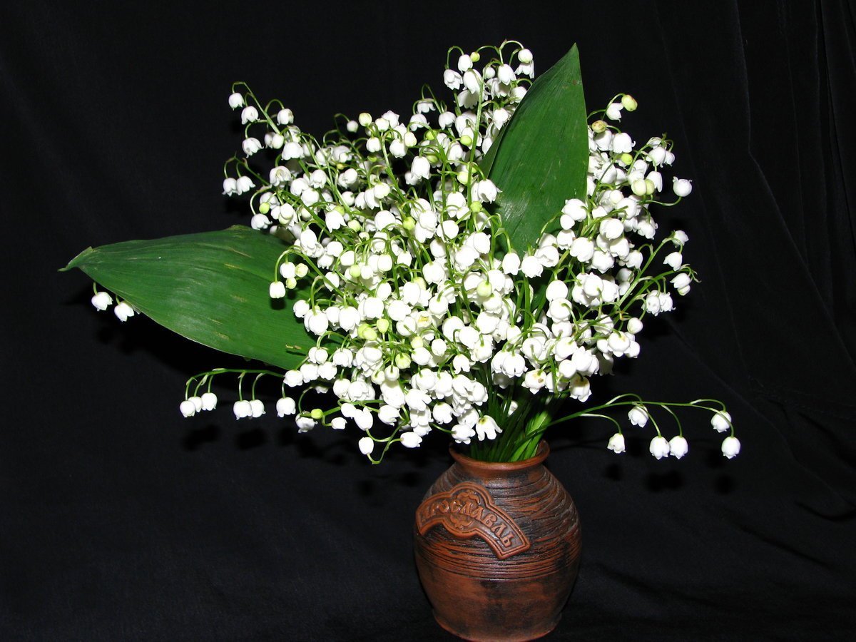 Огромный букет ландышей