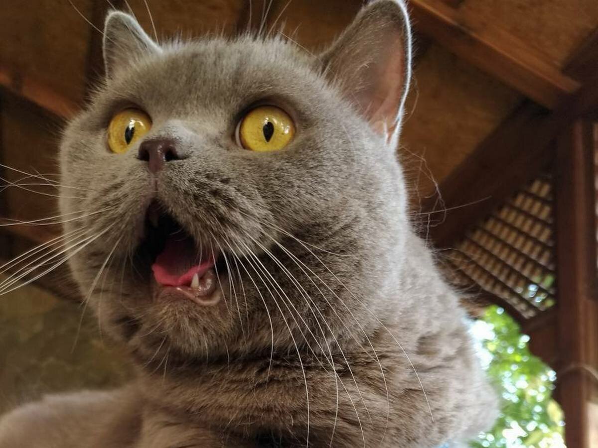 Кот завтра на работу