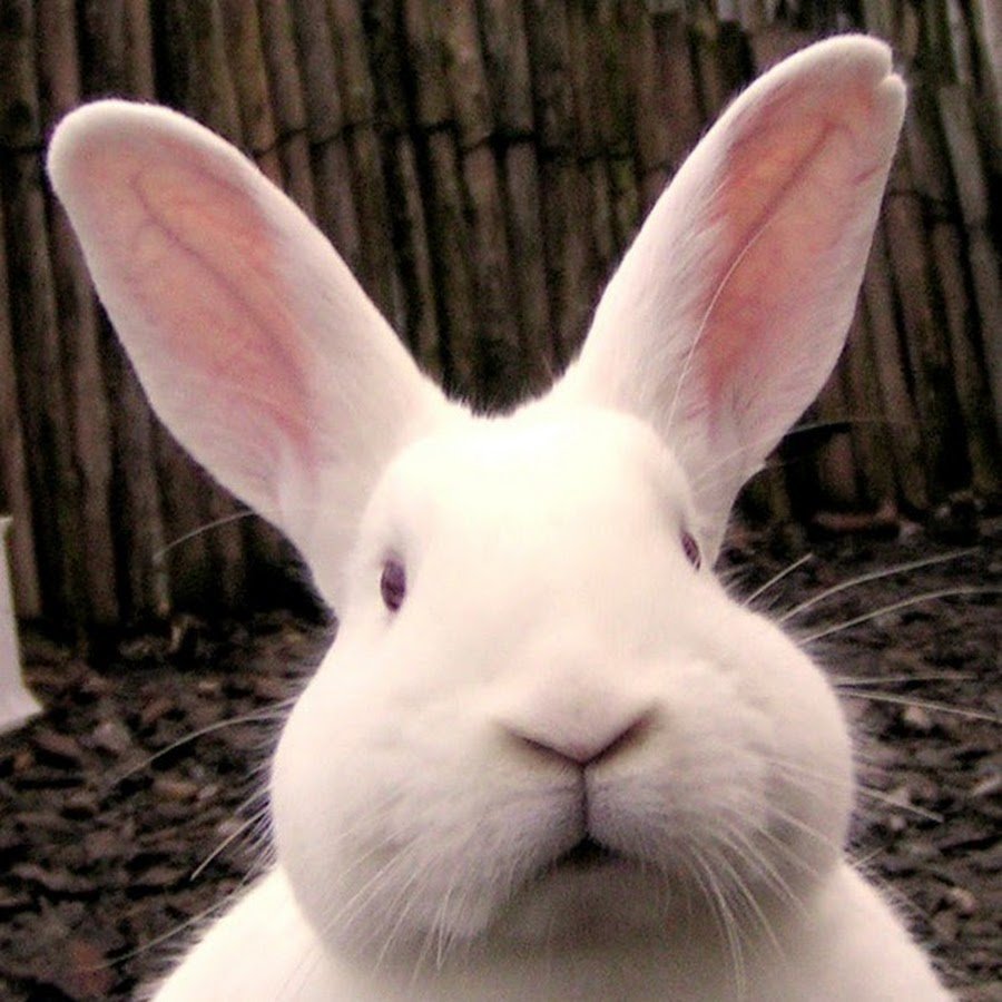 Заяц с простреленными ушами