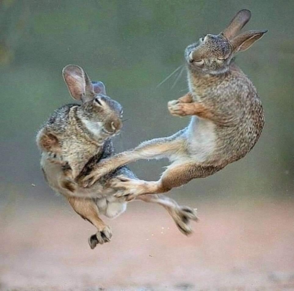 Елена Баренбаум иллюстратор зайчики