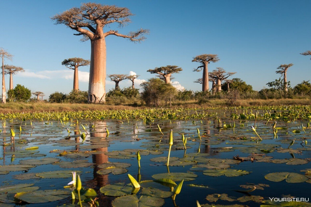Африка остров Мадагаскар