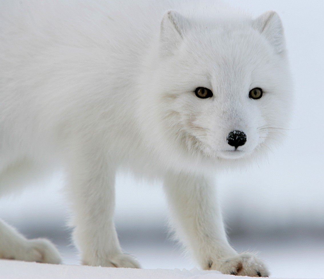 Песец картинка