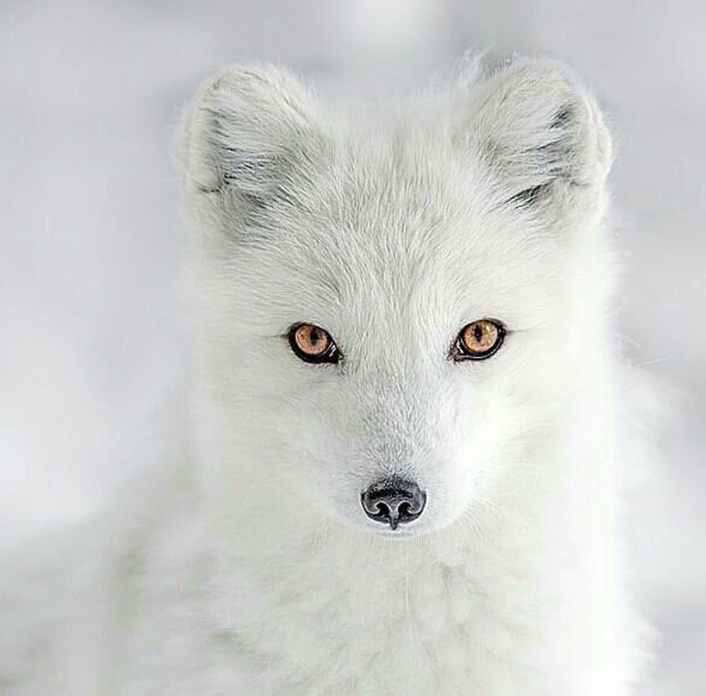 Песец Кицунэ