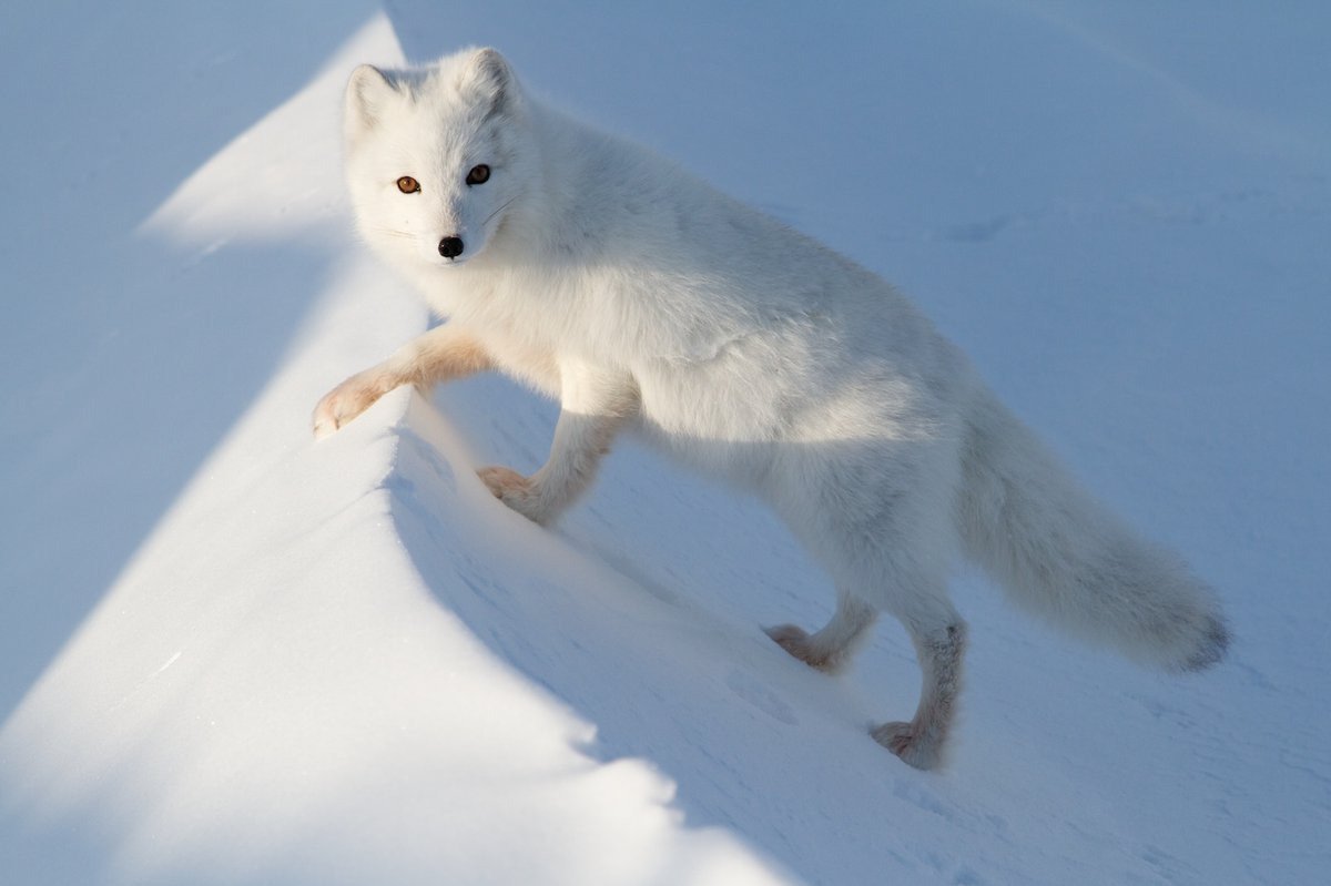 Песец альбинос