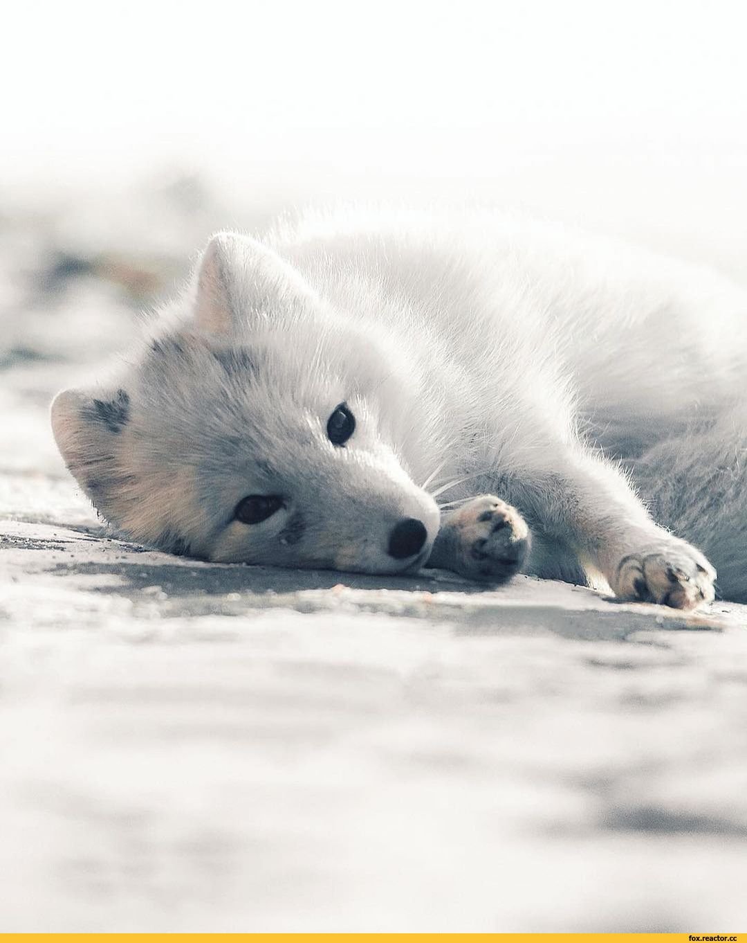 Белый Лис с голубыми глазами