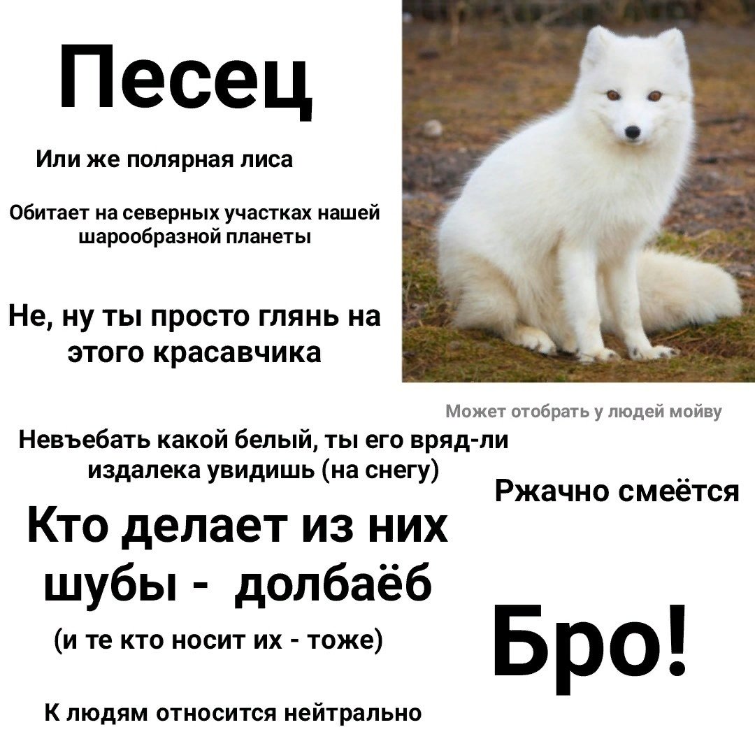 Гренландский песец